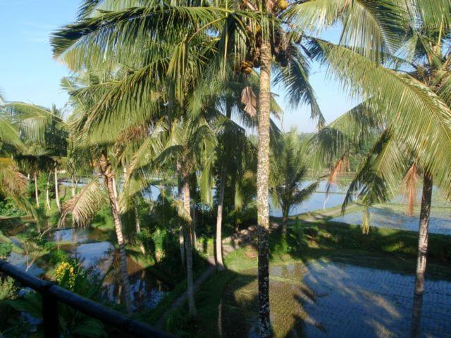 Toko Toko Bungalows Ubud  Bagian luar foto